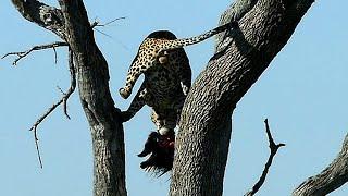 Leopard Drops Porcupine Out of Tree