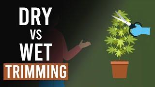 Cannabis Harvesting Wet vs Dry Trimming