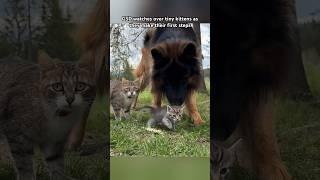 My German Shepherd is the best nanny in the world  #dogs #kittens #leofucarev