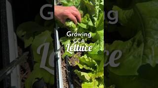 Growing cut-and-come-again lettuce #garden #growsomefood #shorts