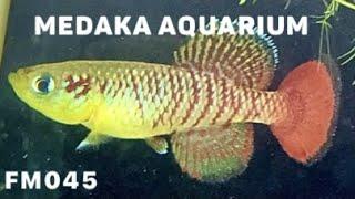 Nothobranchius guentheri red／ノソブランキウス ギュンテリー レッド（killifish／卵生メダカ）  #Shorts