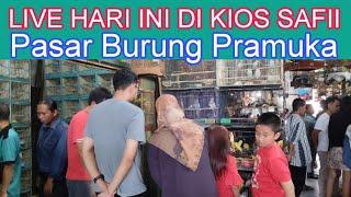 review harga burung Lolohan dipasar Pramuka pasar burung Pramuka Jakarta kios safii