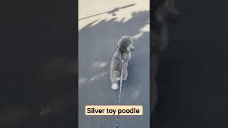 Anjing toy poodle -silver abu lucu lincah #anjinglucu #anjingpoodle