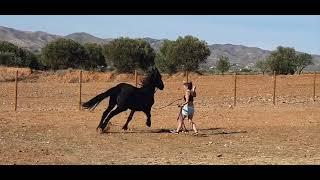 Majestic black Friesian playfully gallops around her owner