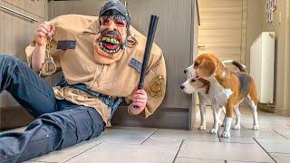 Funny Puppies Get Pranked with Halloween Costumes