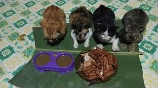 Kucing petani makan malam pake kacamata Arnol dan Piter