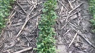 2023 crop video soybeans and dicamba