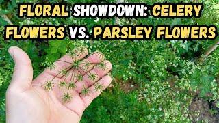 Floral Showdown Celery Flowers vs. Parsley Flowers  #celery #parsley #flowers #herbs #gardenlife