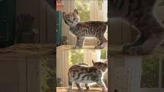 BEST LITTLE KITTEN ADVENTURE - SUPER CARTOON ANIMATION AND FUNNY VIDEO #shorts