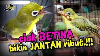 ciak ciak kecial kuning betina ampuh bikin kecial jantan ribut nyaut josss gacorrr