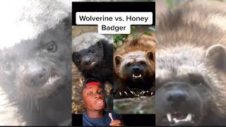Honey Badger vs Wolverine Who Would Win?