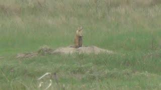 Prairie Dog Hunting in Fort Pierre South Dakota