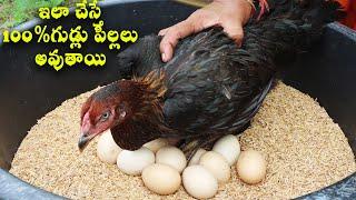 ఇలా చేస్తే 100%గుడ్లు పిల్లలు అవుతాయి  How to hatch country chicken eggs