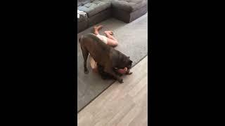 Dog Wrestles Female Owner to the Ground - 1044151