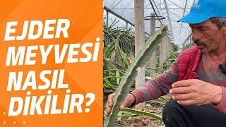 Ejder Meyvesi Nasıl Dikilir? - Pitaya Dikim Teknikleri - Tropik Meyve Bahçesi - Turgut Yıldız