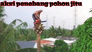 aksi penebang pohon kelapa skil dewa. merinding liatnya