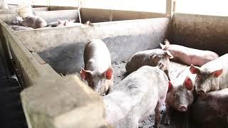 Pig Slaughter House  Quit Meat  Go vegan