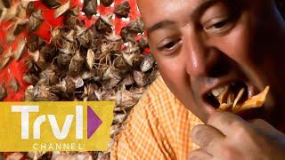 Eating Armadillos and LIVE BUGS in Mexico?  Bizarre Foods with Andrew Zimmern  Travel Channel