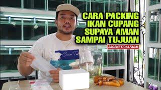 BELAJAR CARA PACKING IKAN CUPANG SUPAYA AMAN SAMPAI TUJUAN 