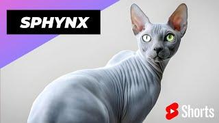 Sphynx  One Of The Most Expensive Cats In The World #shorts #sphynx #cat