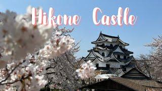 Its CHERRY BLOSSOM season again A walk around Hikone Castle