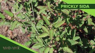 Weed of the Week #1087 Prickly Sida Air Date 2-3-19