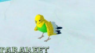Feather Family Parakeet Remodel