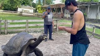 big turtle In The World  you have never seen before  turtle Life  Animals love  pets Care  love