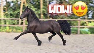 Wûnder and Yfke can move beautifully But this one trots absolutely perfect  Friesian Horses