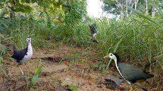 JERAT BURUNG RUAK RUAK DI TEMPAT YANG SANGAT OK TIDAK BUTUH WAKTU LAMA  bird trap