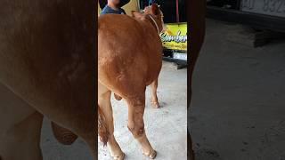 Bakalan Sapi Super Calon Jumbo Riza Andi Farm #shorts #sapisuper #bakalansapi #cowvideos