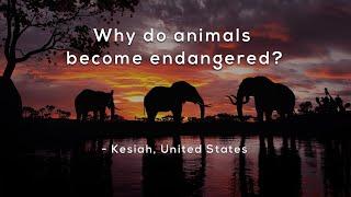 Why do animals become endangered?