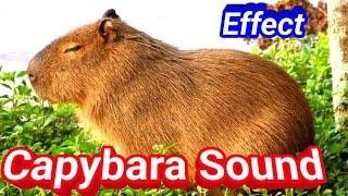 capybara sound  capybara sound effect