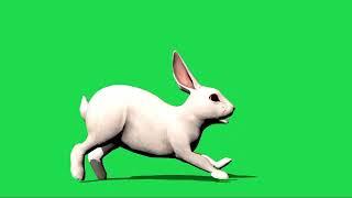 Rabbit Green screen no copyright