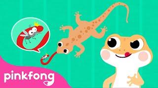 Cicak cicak di dinding  Lagu Anak Indonesia  Pinkfong Baby Shark