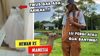 Manusia VS Hewan Kumpulan Video Hewan Ngeselin Yang Terekam Kamera