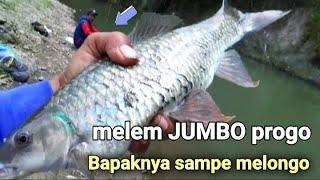 Real Nilem Jumbo Mancing Nilem