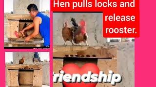 Intelligent hen rescue rooster from cage. They just want to be together. The power of love.