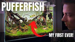 Making a Dwarf Pea Puffer Paradise NEW 45P Planted Tank Aquascape Tutorial