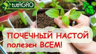 Секрет РЕАЛЬНОГО МИКРОБНОГО БИОПРЕПАРАТА СВОИМИ РУКАМИ. Подходит для полива рассады Почечный настой