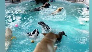 Dogs Plus Pool Equals Party #Shorts