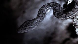 Snakes Hunt Bats In A Cave  Planet Earth  BBC Earth