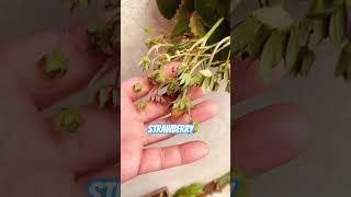 My Strawberry Plant