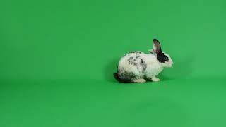 Rabbit walking and stop on green screen background. #greensceen #rabbit #animals