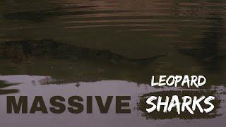 Monster Shore Fishing Giant Leopard Sharks & More