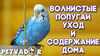 Волнистый попугай уход и содержание в домашних условиях. Волнистые попугайчики дома.