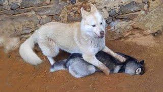 The most DRAMATIC DOG in the world  NEW Funny Dog Videos