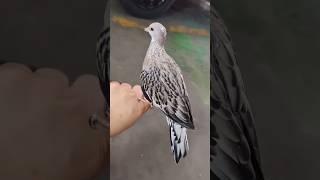 kabootar koggi jora #kabbotar #koggi #youtube #viral #video #pigeon #shorts