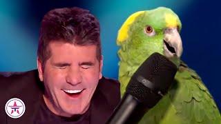10 FUNNIEST Animal Auditions EVER On Got Talent