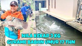 Mancing borongan gurame umur 17 tahun‼️nila babon ukuran 3 kg di kolam yg sangat rumit